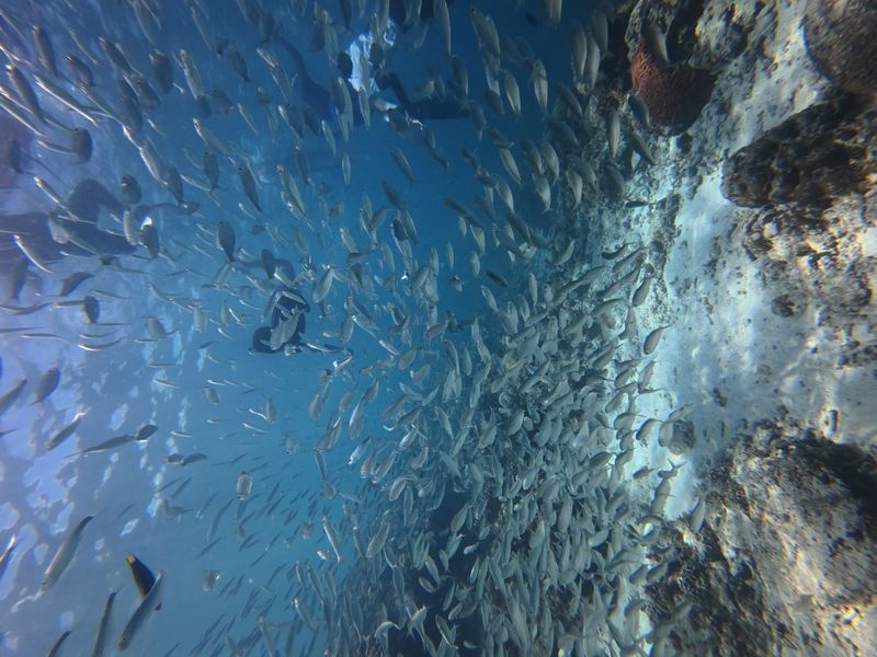 The Moalboal sardine run, a wall of fish in blue water